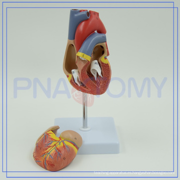 PNT-0400 Modelo de anatomía del corazón personalizado